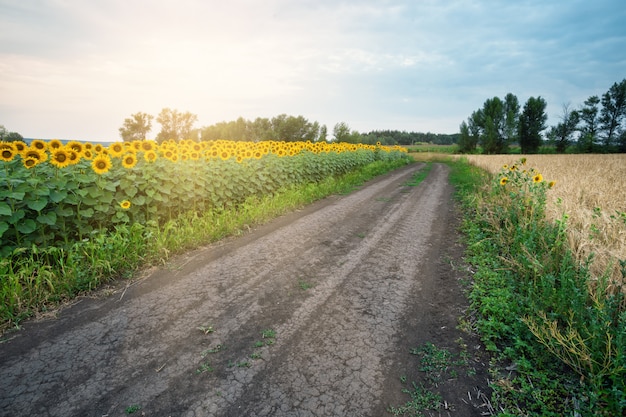 Country road among sunflowers