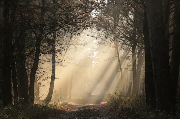 Country road through the autumn forest on a foggy morning