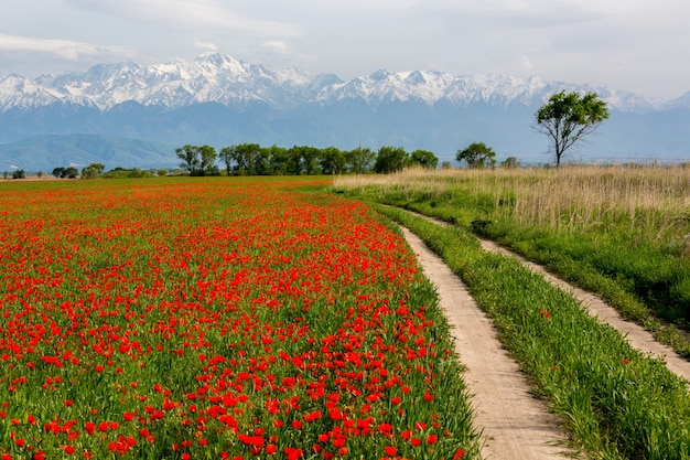 Country road through fields of poppies