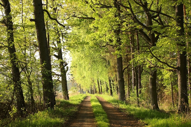 Country road through the spring forest at sunrise