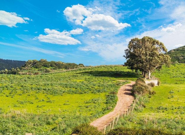 Strada di campagna e albero