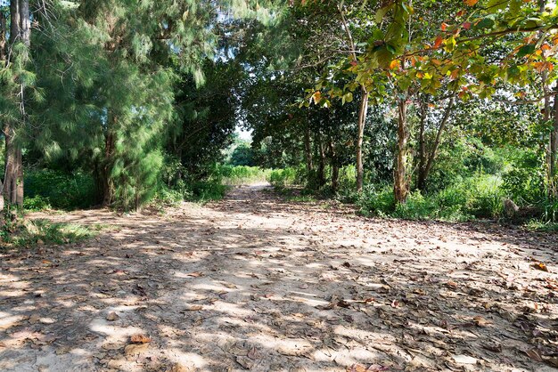 タイの 2 つの森の間の田舎道