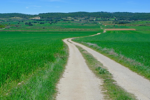 Country road winding between vivid green fields of barley Concepts of freedom path harmony Alcampel village Huesca Aragon Spain