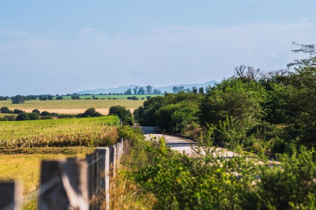 Foto una strada di campagna con un recinto e alberi sullo sfondo