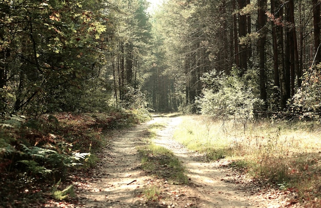 Strada di campagna in un bosco