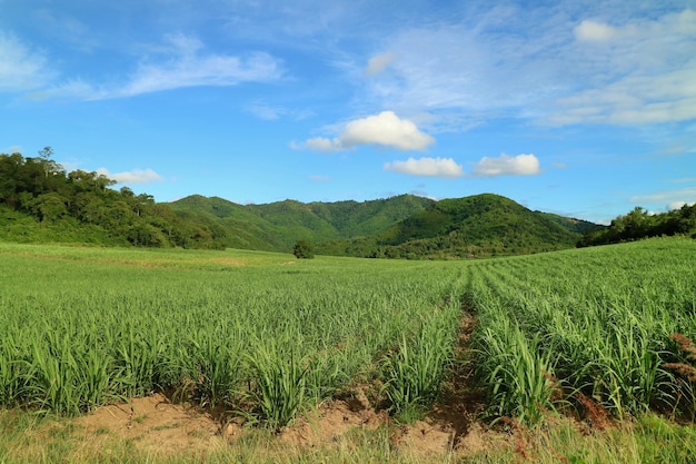 Vista laterale del paese con la canna da zucchero nei campi di canna con sfondo di montagna. natura e agricoltura.