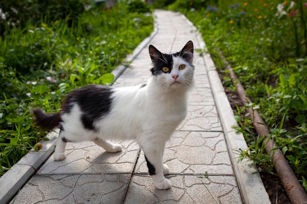 Country white cat with black spots. Close-up.