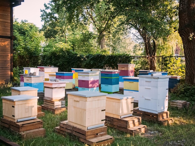 Countryside apiary apiculture village natural