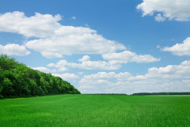 Countryside field and forest