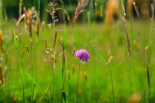 Countryside flowers