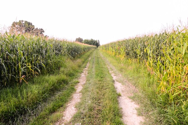 Countryside Gravel Road Going Through the Fields in North Italy