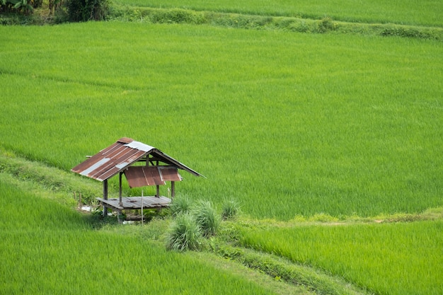 田舎、ナン・タイの水田の小屋