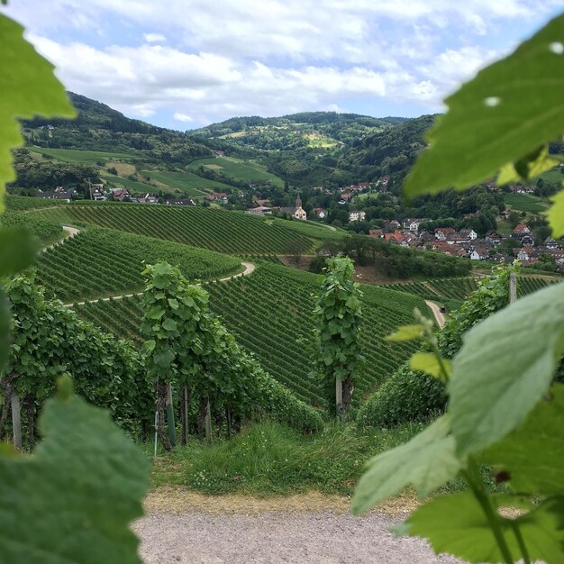 Foto paesaggio di campagna contro il cielo