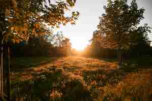 Photo countryside landscape during summer sunset meadow with trees and tall grass with sun leaks