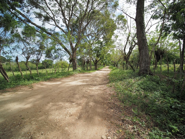 写真 田園風景、農地、田舎道のある田園風景に柵のある草。ドミニカ共和国。