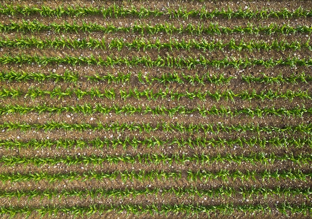 Countryside landscape field of young green corn plants growing under the pleasant afternoon sun