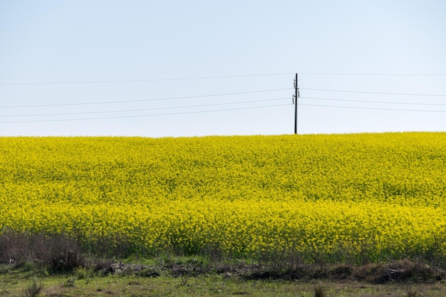 Countryside landscape full of yellow little flowers Juan Lacaze Colonia Uruguay