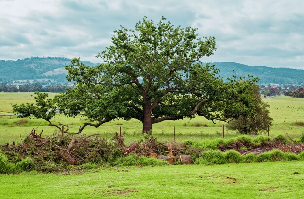 Foto paesaggio di campagna: un albero sulla terra erba.