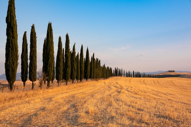 Countryside landscape with cypress trees among farm fields