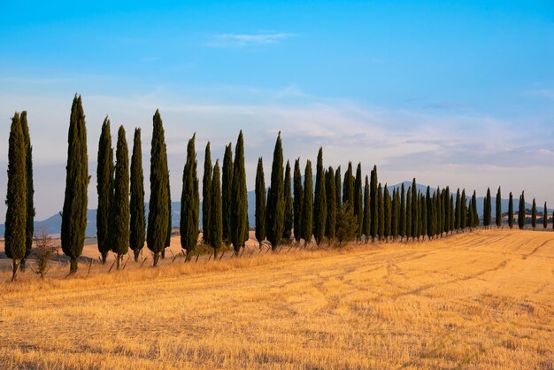 Countryside landscape with cypress trees among farm fields