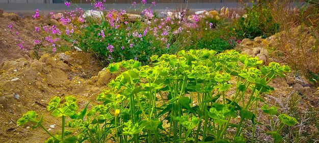 多様な植生のある田園風景