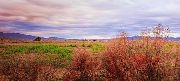 多様な植生のある田園風景