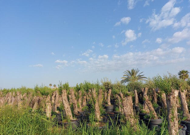 多様な植生のある田園風景