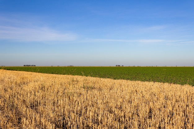 Foto paesaggio di campagna con piantagioni di grano e soia