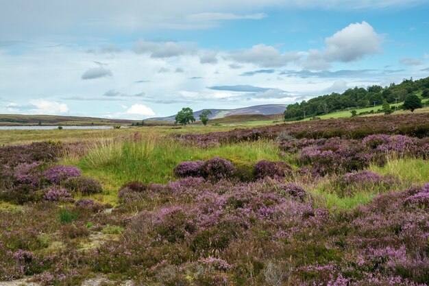 Countryside at Lochindorb