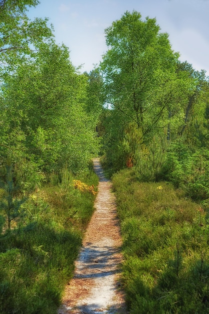 Сельская местность узкая прямая грунтовая дорога Красивый пейзажный вид на ряд деревьев и дорогу в лесу Узкая грунтовая дорога, проходящая через осенние деревья с большим количеством листьев на земле