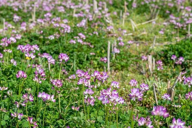 田舎では、紫のレンゲが畑にあります