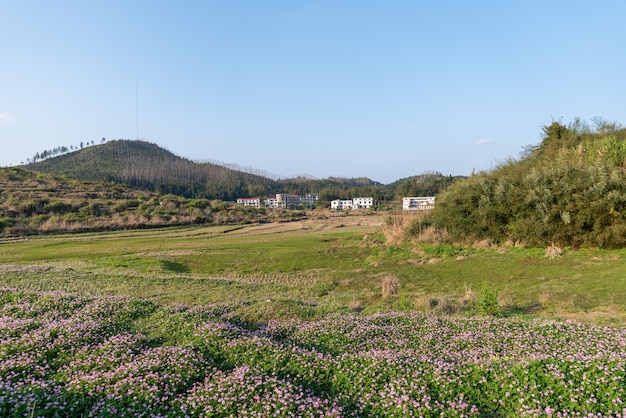 田舎では、紫のレンゲが畑にあります
