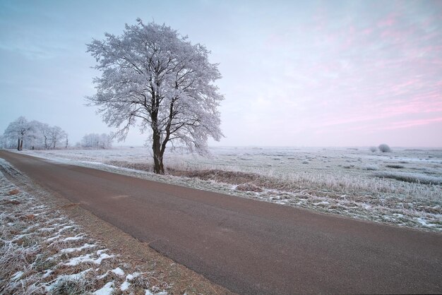 Photo countryside road and frosted tree at sunrise