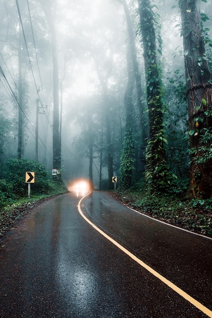 Photo countryside road passing through the green forrest with rain fog