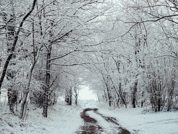 Проселочная дорога в снегу в деревне, Польша