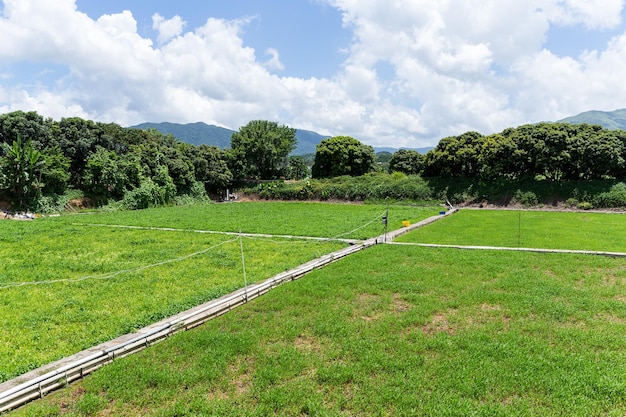 Countryside at summer time