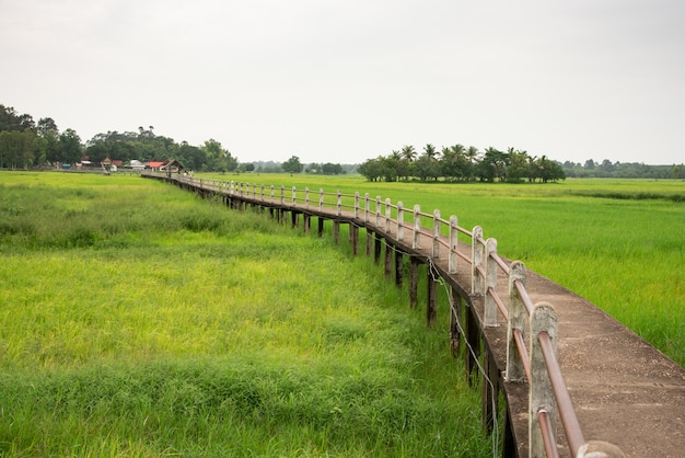 Photo countryside with walkway in rice field