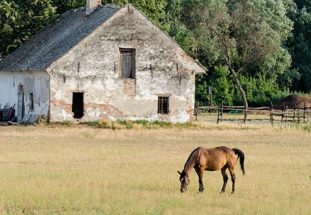 Countryside