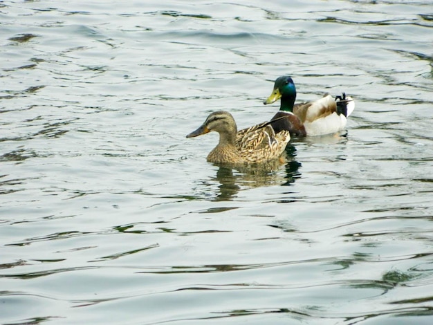 coup birds swimming wildlife pond duck water