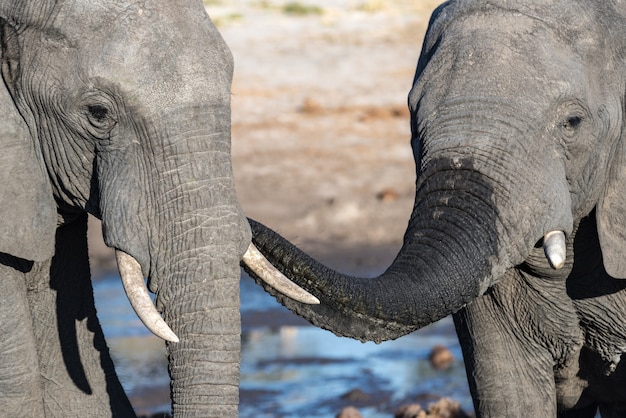 Coppia di elefanti africani a pozza d'acqua. safari della fauna selvatica nel chobe national park, destinazione di viaggio in botswana, africa.