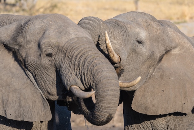 Coppia di elefanti africani, giovani e adulti, a pozza d'acqua.