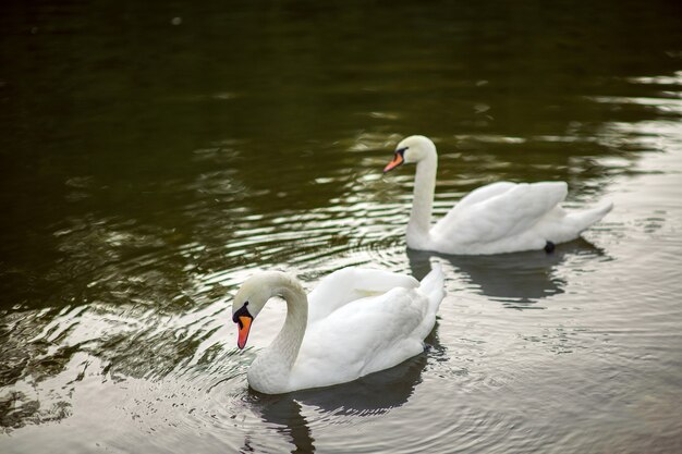 Couple of beautiful white swans in the lake