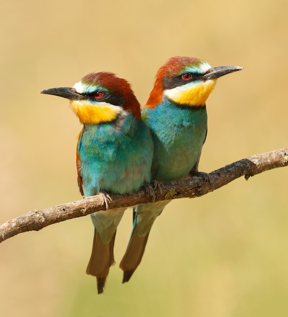 Couple of bee-eaters  