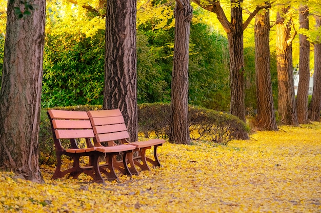 Couple of benches under Autumn ginkgo tree in park.