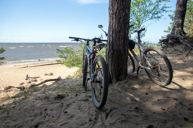 Coppie delle biciclette che stanno sotto gli alberi di pino su una spiaggia sabbiosa un giorno di estate soleggiato