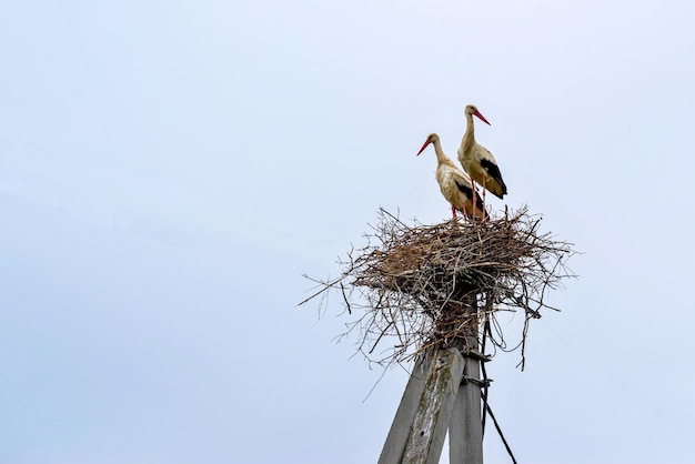 1つの巣に大きなコウノトリが立っているカップル