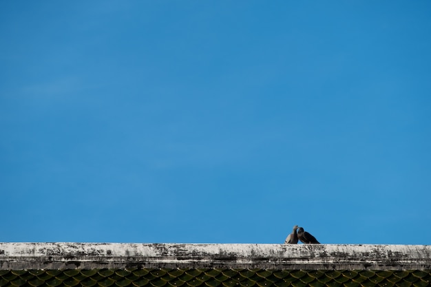 カップルの鳥は青い空を背景に屋根の上にあります。