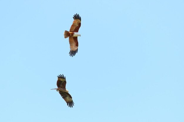 Couple of bird Brahminy kite flying in the sky.