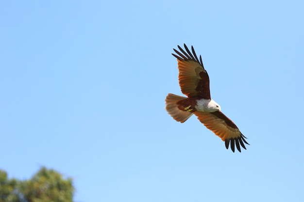 Couple of bird Brahminy kite flying in the sky.