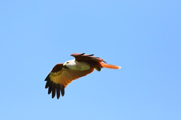 Couple of bird Brahminy kite flying in the sky.